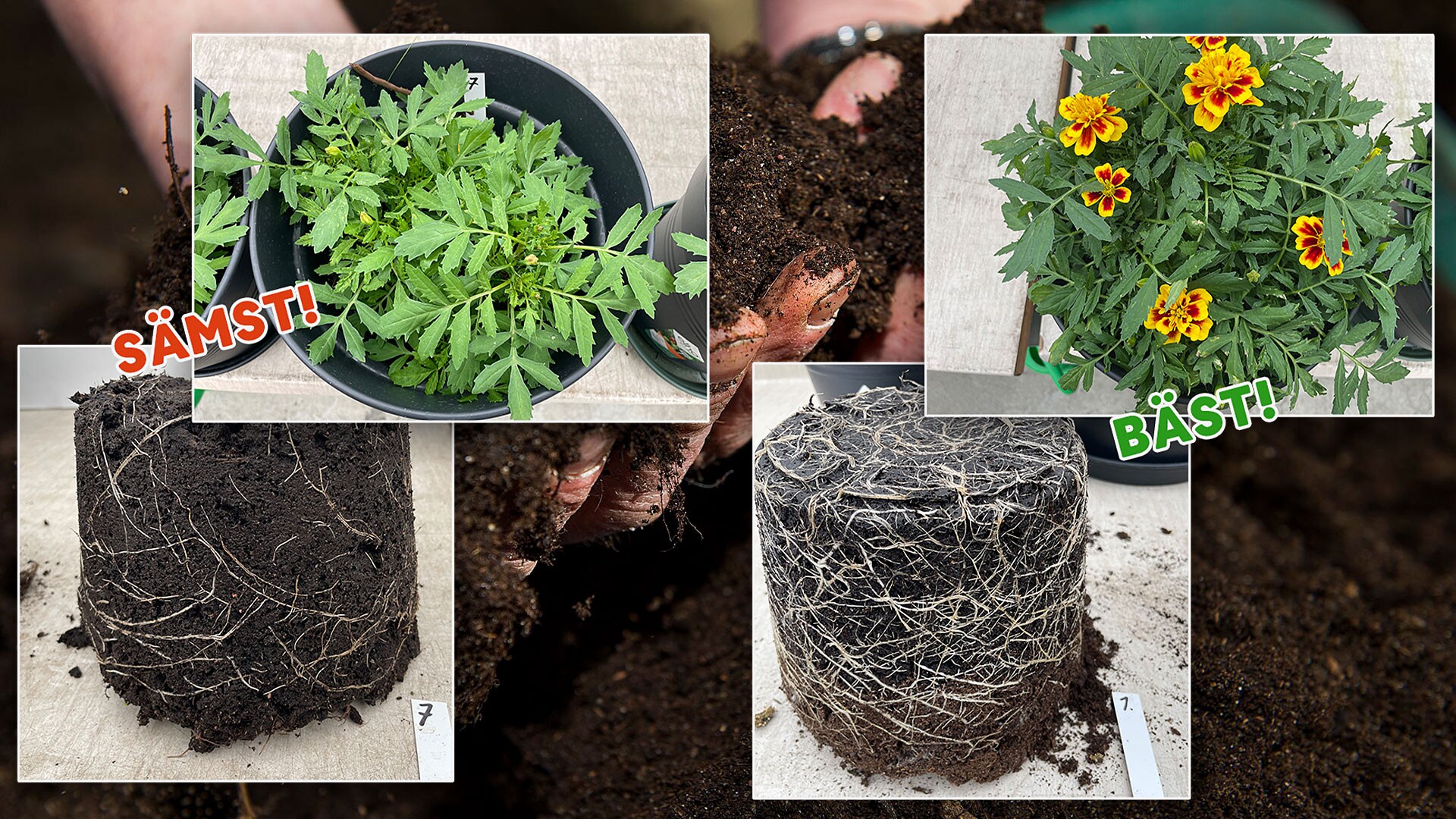 Plantagen Jord Bast I Test () Plantagen Jord Bast I Test