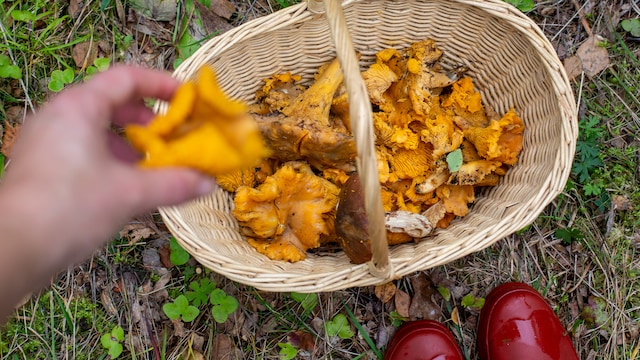 Han hittade 25 kilo kantareller