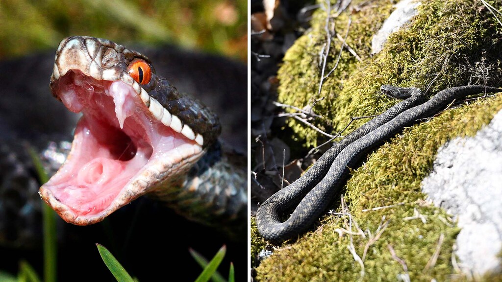 Nu vaknar huggormen: